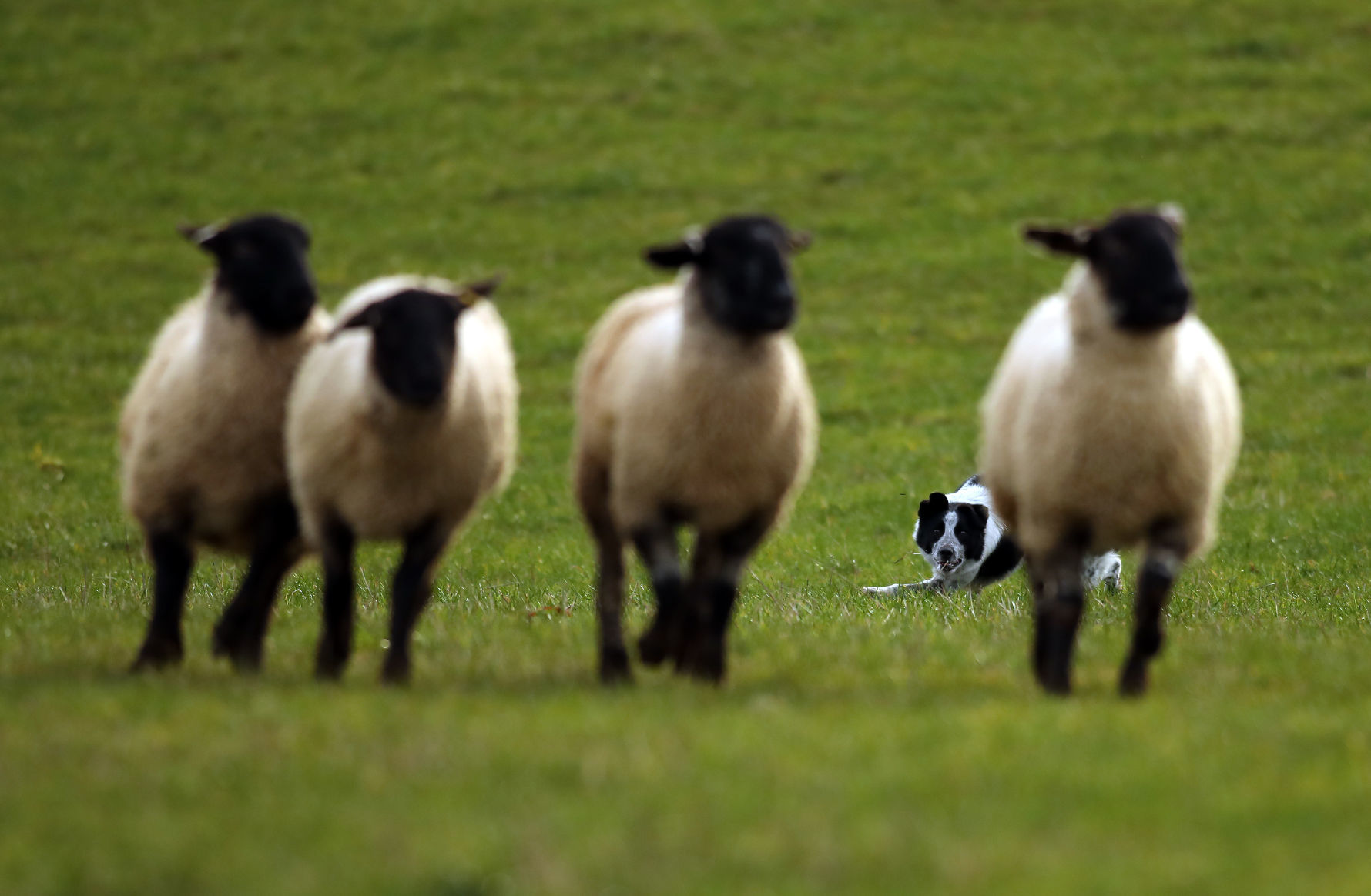 World's most expensive dog